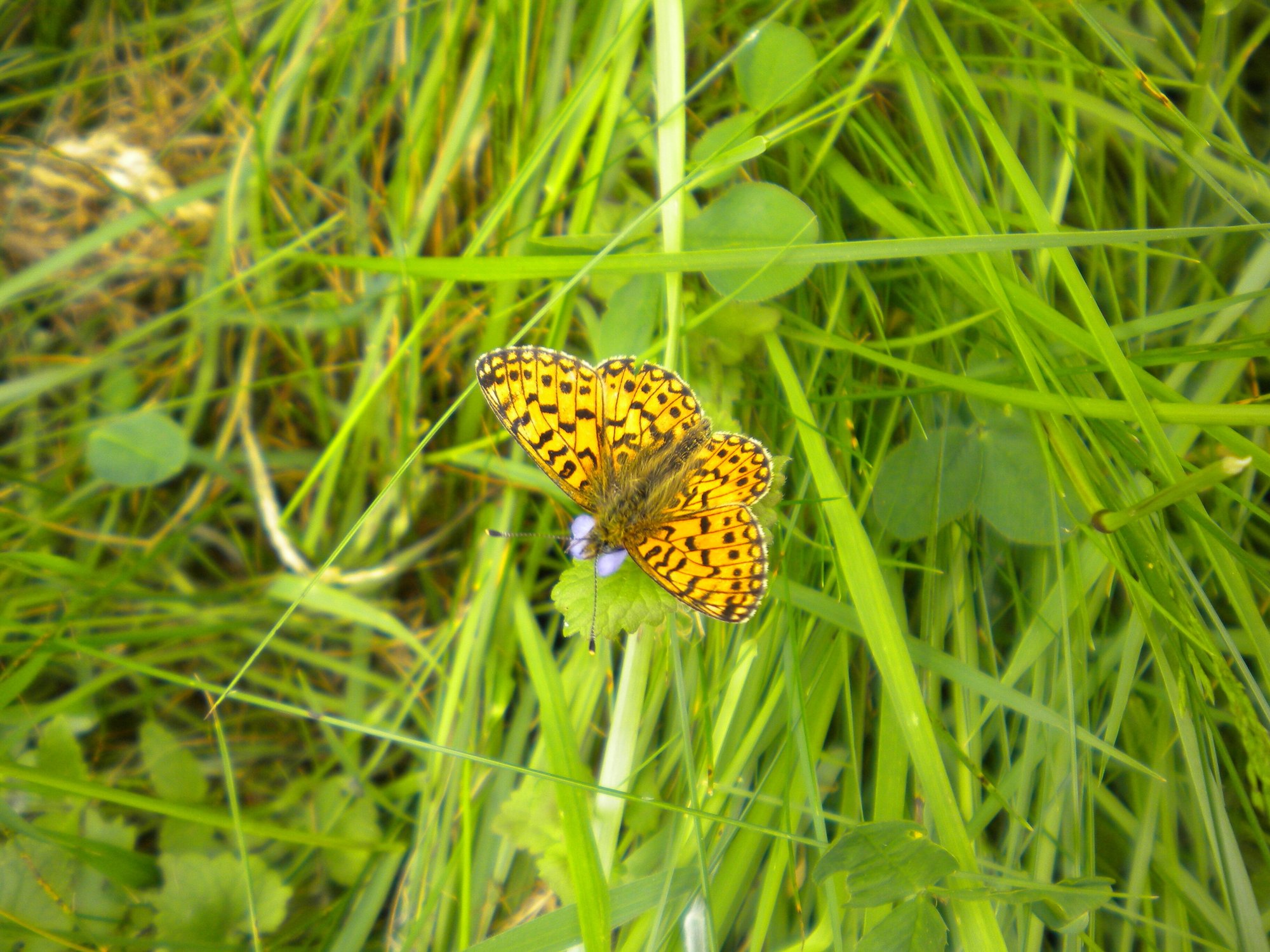DSCN0277