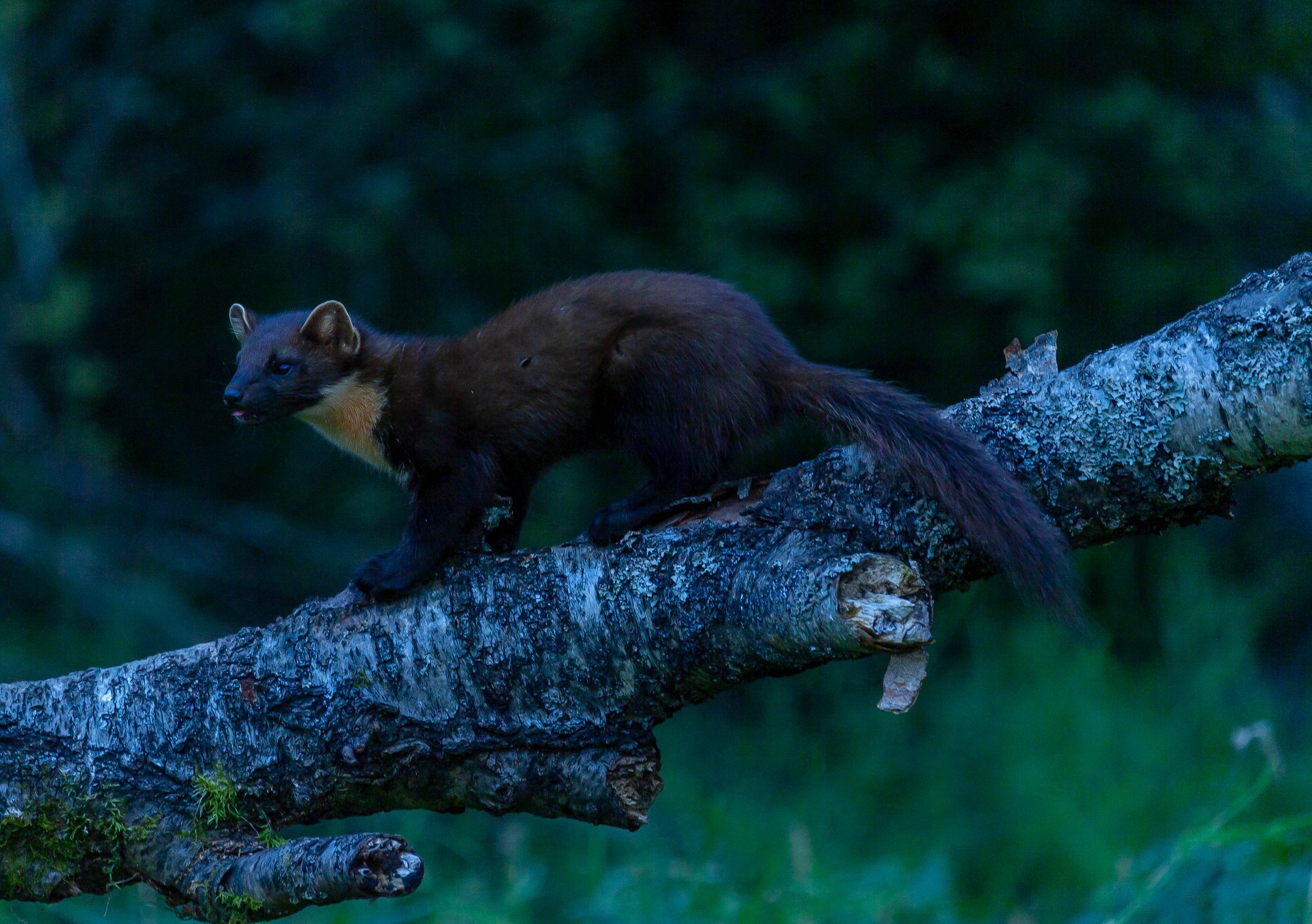 Pine Marten 7-1