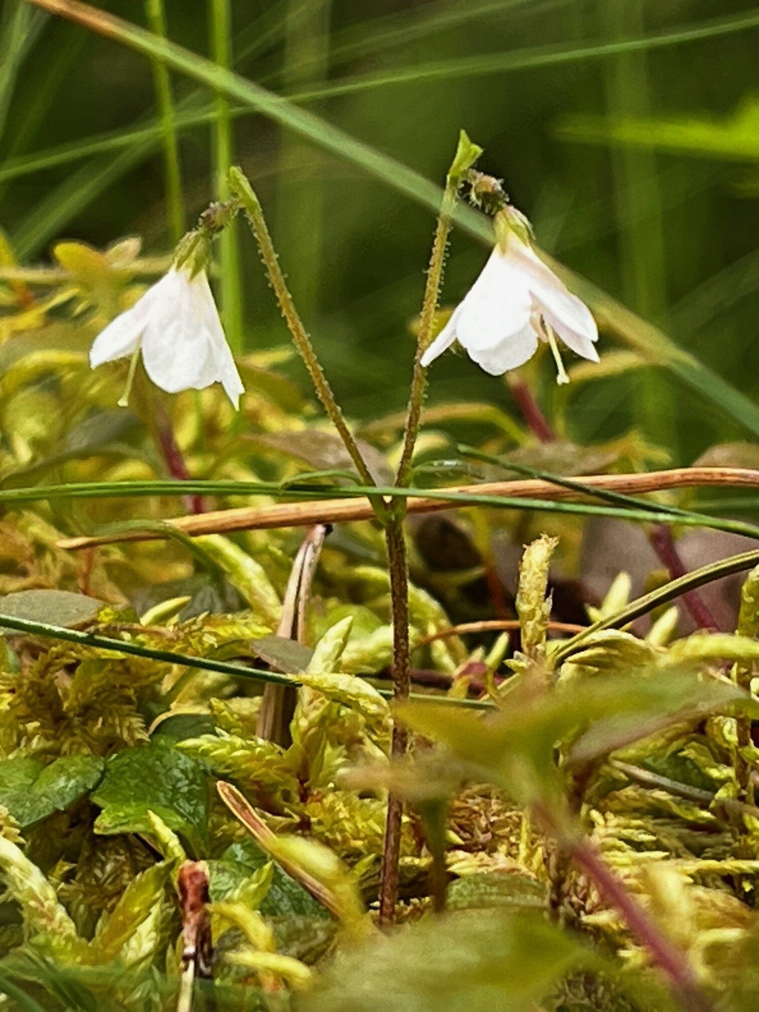twinflower 2
